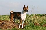 BASENJI 036